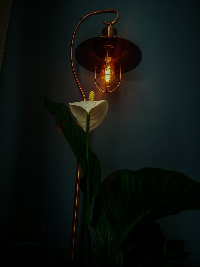 Warm and moody scene featuring a glowing lamp with a peace lily against a dark background.